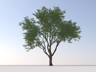 Landscape Arbor Tree 3d model