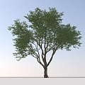 Landscape Arbor Tree 3d model