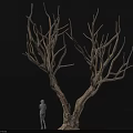 Tall Leafless Tree With Thick Trunk Twisted Branches And Small Figure Beside