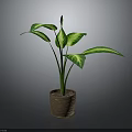 Green Potted Plant With Large Variegated Green And White Leaves In Brown Terracotta Pot