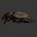 Close Up View Of Detailed Brown Beetle With Shiny Exoskeleton And Long Legs