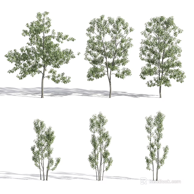 Arbor Trees With Various Foliage Shapes And Natural Trunk Structures 3d model