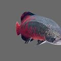Vibrant Red and Blue Striped Aquatic Fish with Elongated Body and Shiny Scales