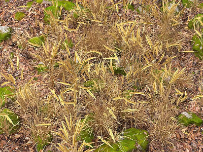 Golden Yellow Grass Growing With Green Moss And Brown Fallen Leaves 3d model Golden Yellow Grass Growing With Green Moss And Brown Fallen Leaves 3d model