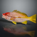 Red Headed Yellow Finned Fish With Striped Body On Dark Background Reflection 3d model
