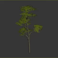 Lush Green Tree With Thick Trunk And Dense Foliage Isolated On Gray Background