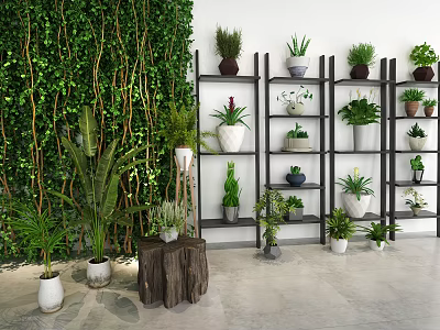 Indoor Bonsai and Potted Plants Display with Green Wall Shelves and Various Pots 3d model