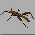 Brown Stick Insect With Elongated Body And Long Legs On Dark Background