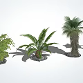 Various Types Of Trees With Green Foliage And Trunk Textures In Landscaped