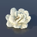 Soft White Flower With Layered Petals On Dark Background Showing Clear Shadow 3d model