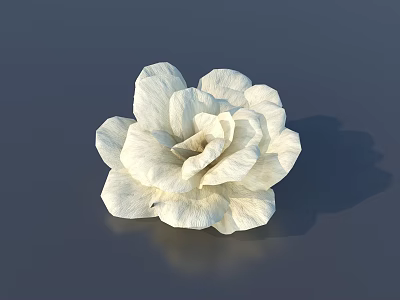 Soft White Flower With Layered Petals On Dark Background Showing Clear Shadow 3d model