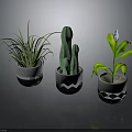 Stylish Indoor Houseplants in Decorative Ceramic Pots with Geometric Patterns and Reflections on Dark Background