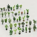 Beautifully Arranged Various Kinds of Bonsai Potted Plants on White Background