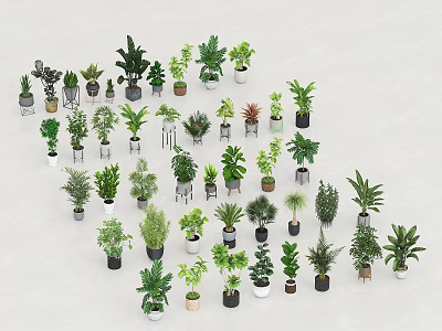Beautifully Arranged Various Kinds of Bonsai Potted Plants on White Background 3d model