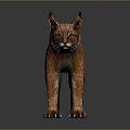 Brown Lynx in Standing Position With Sharp Claws and Pointed Ears 3D Render 3d model