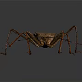 Close Up View Of Brown Insect With Long Legs And Detailed Exoskeleton On Dark Background