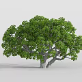Lush Green Tree with Lush Foliage Thick Trunk and Spreading Branches in Simple Background 3d model
