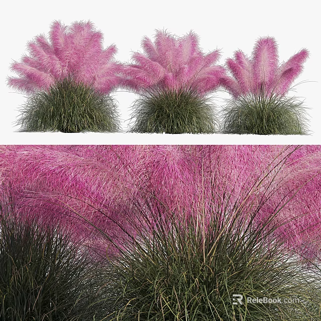 Pink Grass Plants With Fluffy Pink Plumes And Green Foliage For Garden Landscaping 3d model 