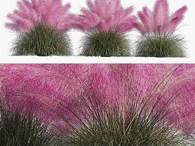 Pink Grass Plants With Fluffy Pink Plumes And Green Foliage For Garden Landscaping 3d model