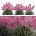 Pink Grass Plants With Fluffy Pink Plumes And Green Foliage For Garden Landscaping