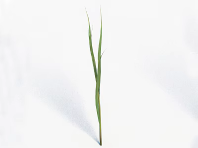 Fresh Natural Green Grass with Single Stem Slender Leaves on White Background 3d model
