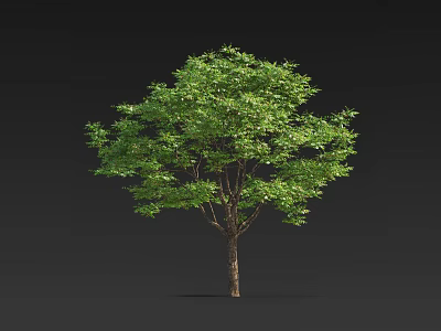 Single Full Grown Arbor With Lush Green Foliage And Sturdy Brown Trunk Against Dark Background 3d model
