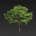 Single Full Grown Arbor With Lush Green Foliage And Sturdy Brown Trunk Against Dark Background