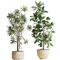 Indoor Decorative Potted Plants With Various Green Leaf Types And Stylish Pots
