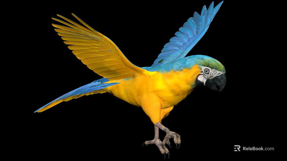 Colorful Flying Macaw Bird With Yellow And Blue Feathers Spread Wings Against Black Background 3d model 