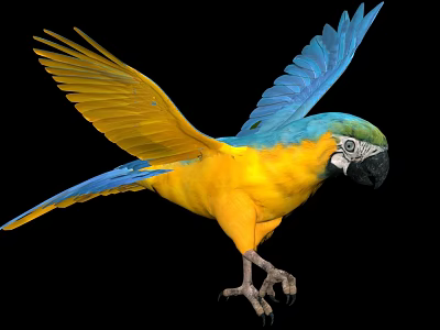 Colorful Flying Macaw Bird With Yellow And Blue Feathers Spread Wings Against Black Background 3d model