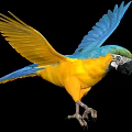 Colorful Flying Macaw Bird With Yellow And Blue Feathers Spread Wings Against Black Background