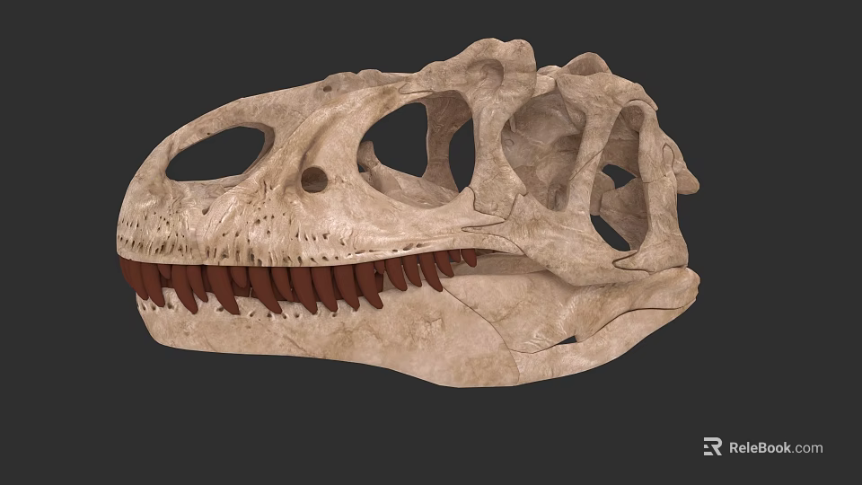 Reptile Fossil Skull with Detailed Anatomical Structure and Sharp Teeth 3d model