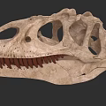 Reptile Fossil Skull with Detailed Anatomical Structure and Sharp Teeth 3d model