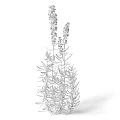Lavender Plant With Purple Flowers Green Leaves And Slender Stems In Garden