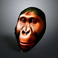 Ancient Hominid Head Model With Detailed Facial Features And Scientific Reconstruction