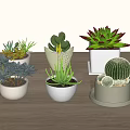 Decorative Potted Plants Various Succulents And Cacti In White Pots On Wooden Table
