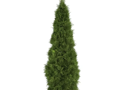 Tall Evergreen Arbor With Conical Shape And Lush Green Foliage In Garden Landscaping 3d model