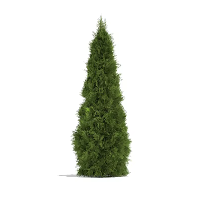 Tall Evergreen Arbor With Conical Shape And Lush Green Foliage In Garden Landscaping 3d model