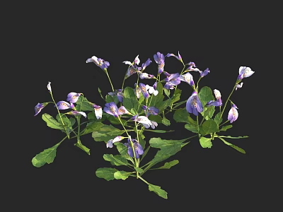 Vibrant Purple And White Flowers With Fresh Green Leaves In Full Bloom 3d model