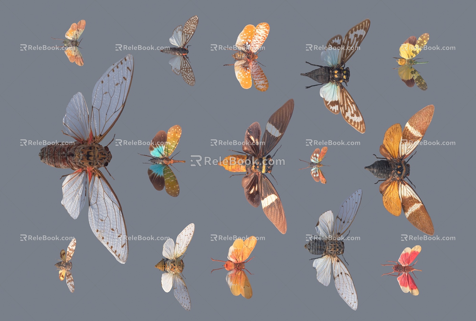 Modern animals only cicadas 3d model