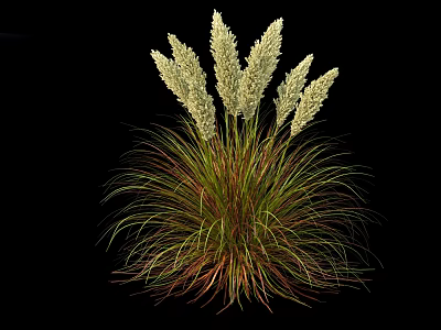 Ornamental Grass with Feathery White Plumes and Green Brown Mixed Leaves Against Black Background 3d model