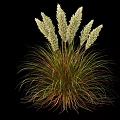 Ornamental Grass with Feathery White Plumes and Green Brown Mixed Leaves Against Black Background