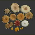 Fresh Wild Mushrooms Variety With Orange Red White Brown Caps And Stems For Culinary Use