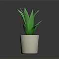 Green Aloe Vera Plant in White Ceramic Pot for Indoor Home Decoration