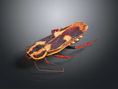 Detailed Cockroach With Orange Black Patterns And Red Legs On Dark Background 3d model