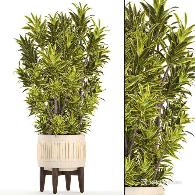 Potted Plant with Green Yellow Striped Leaves and White Woven Pot for Indoor Decor 3d model 