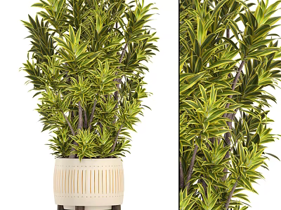 Potted Plant with Green Yellow Striped Leaves and White Woven Pot for Indoor Decor 3d model