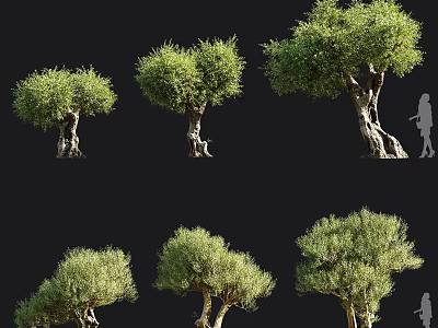 Mature Olive Trees With Different Canopy Shapes Thick Trunks And Human Silhouette For Scale 3d model
