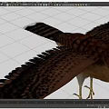 Majestic Falcon Flying With Spread Wings Spotted Feathers And Sharp Yellow Talons