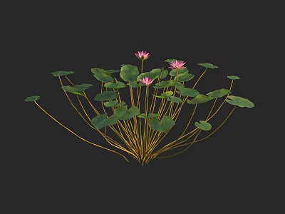 Blooming Pink Lotus Flowers With Green Lily Pads And Long Stems 3d model